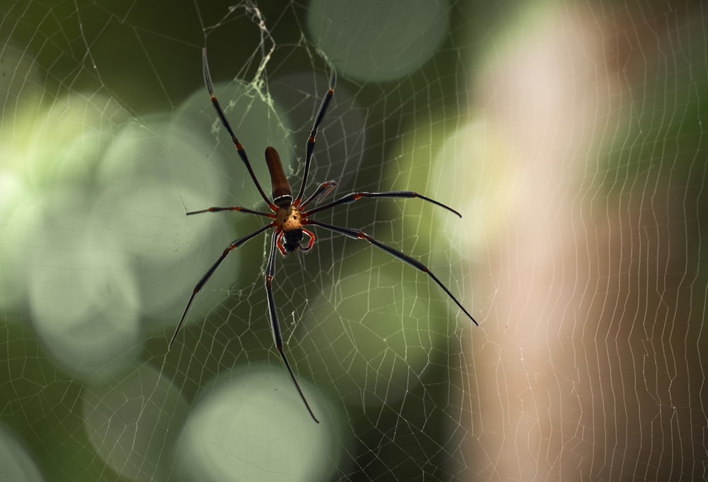 a close up of a spider on a web