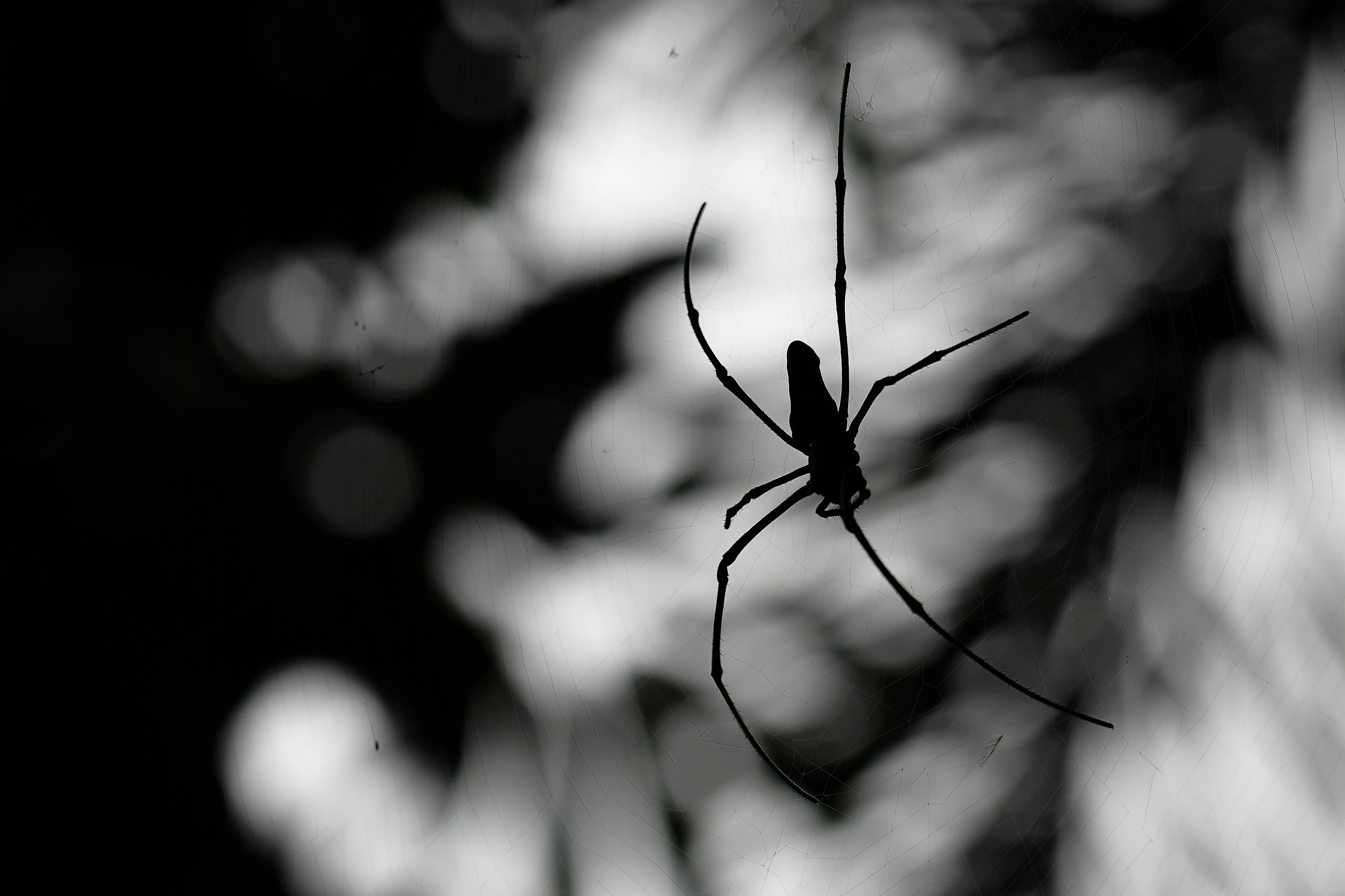 Sony'nin Spider-Man Noir Dizisi Şekilleniyor