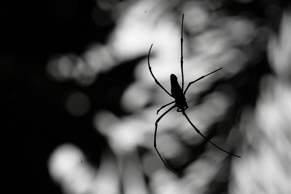 a black and white photo of a spider