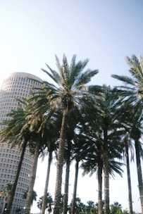 a row of palm trees in front of a tall building