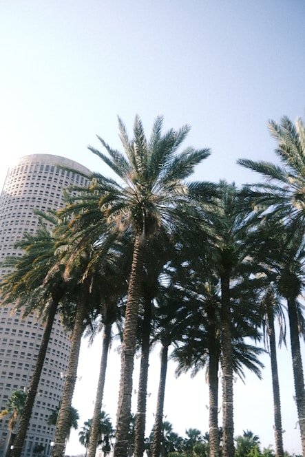 a row of palm trees in front of a tall building