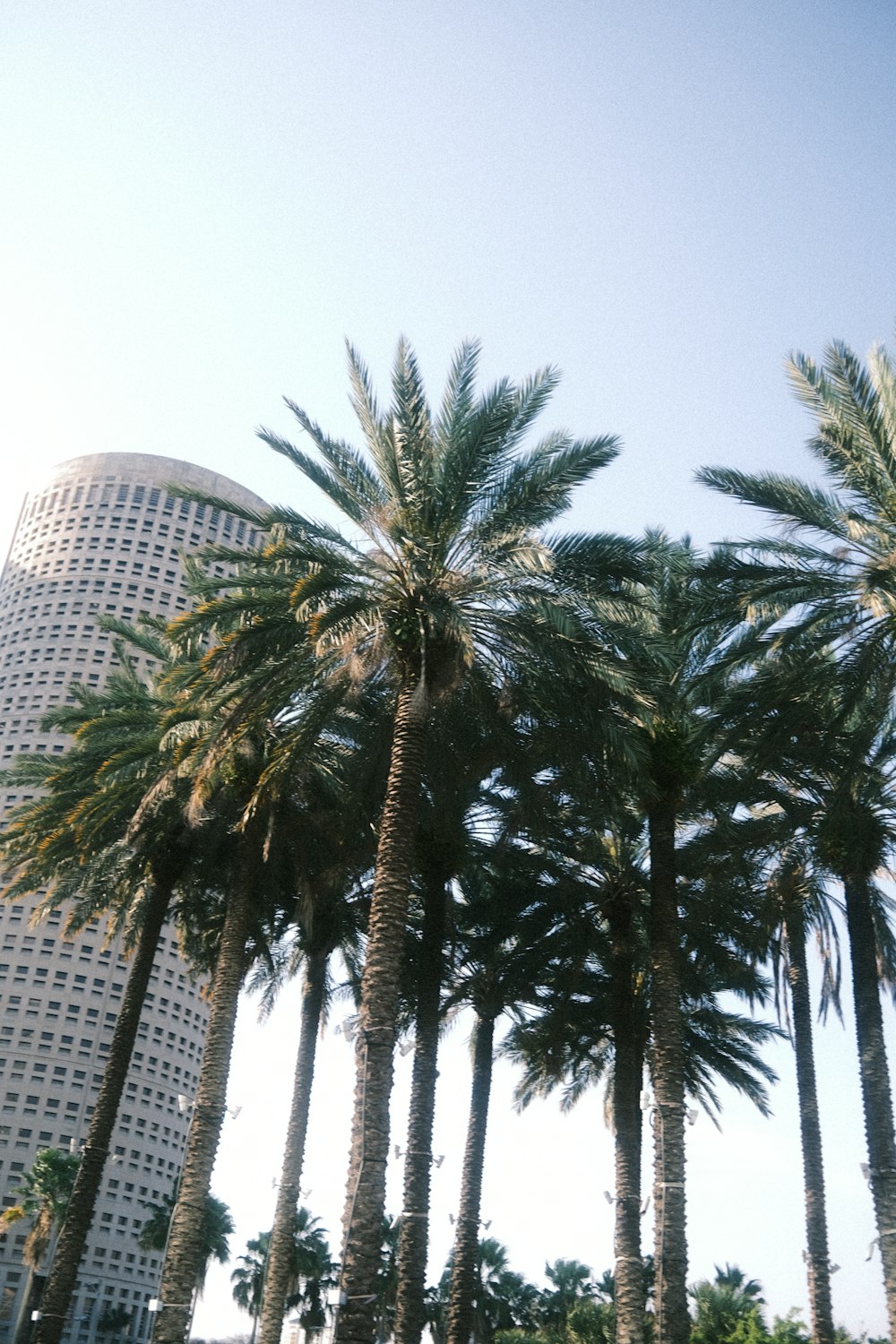 a row of palm trees in front of a tall building