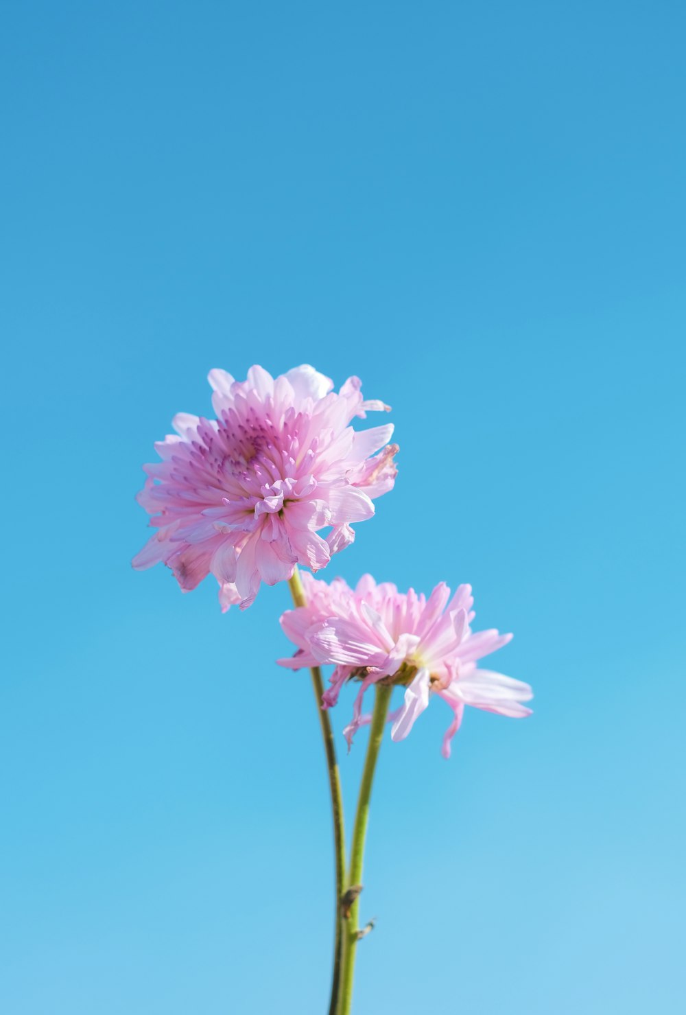 a pink flower with a blue sky in the background