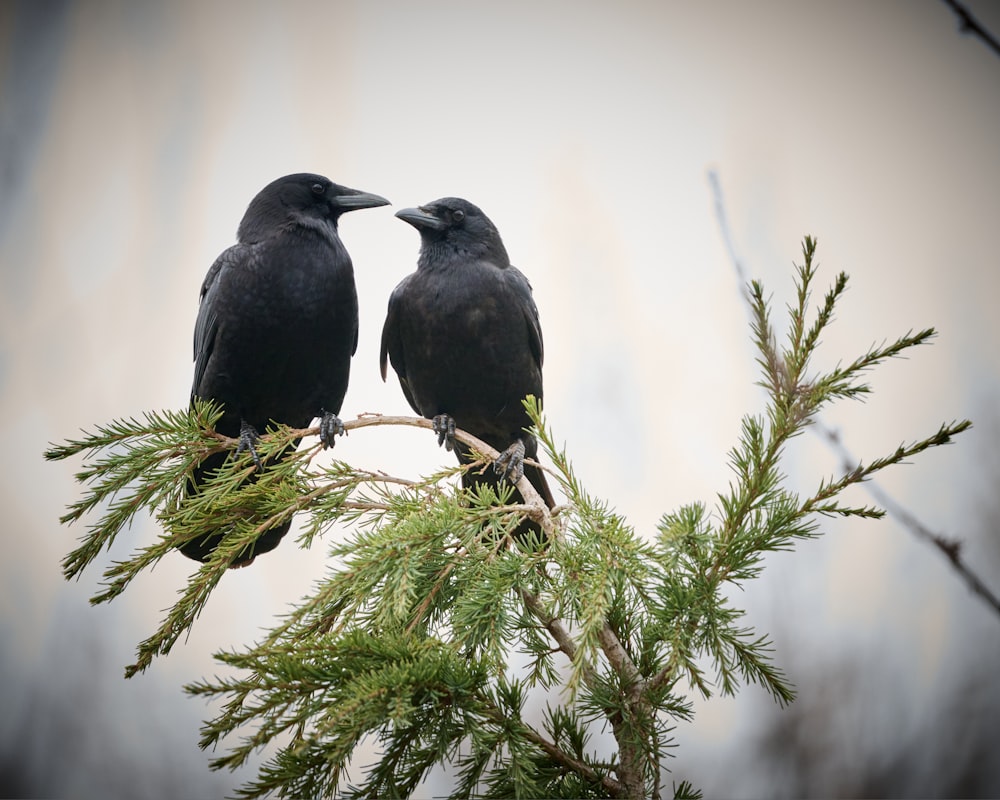 two black birds sitting on top of a tree branch