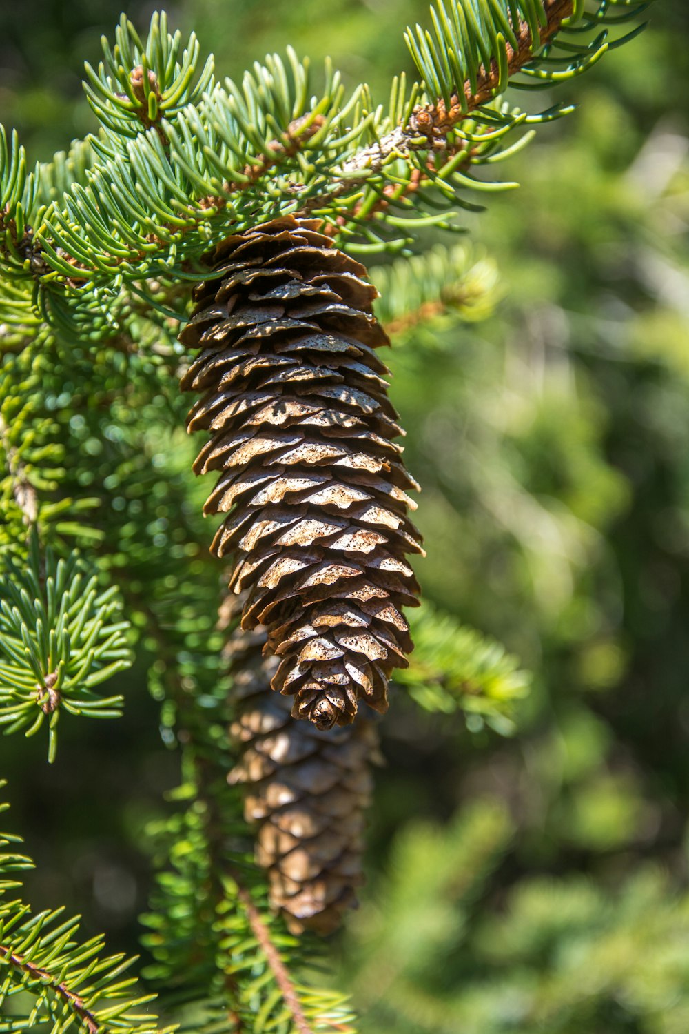 a pine cone hanging from a tree branch