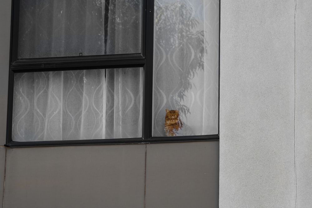 a cat sitting in a window looking out the window