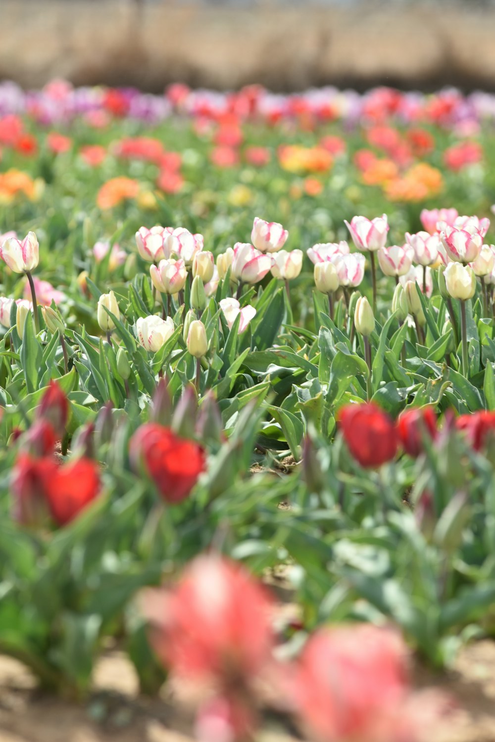 a field of tulips and other flowers with a stone wall in the background