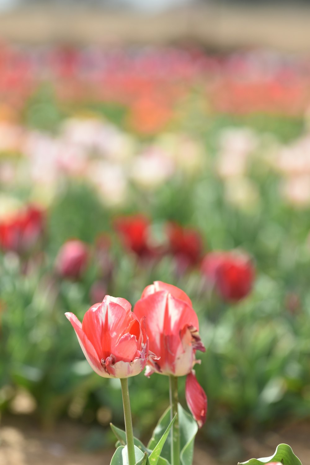 a field full of red and white flowers