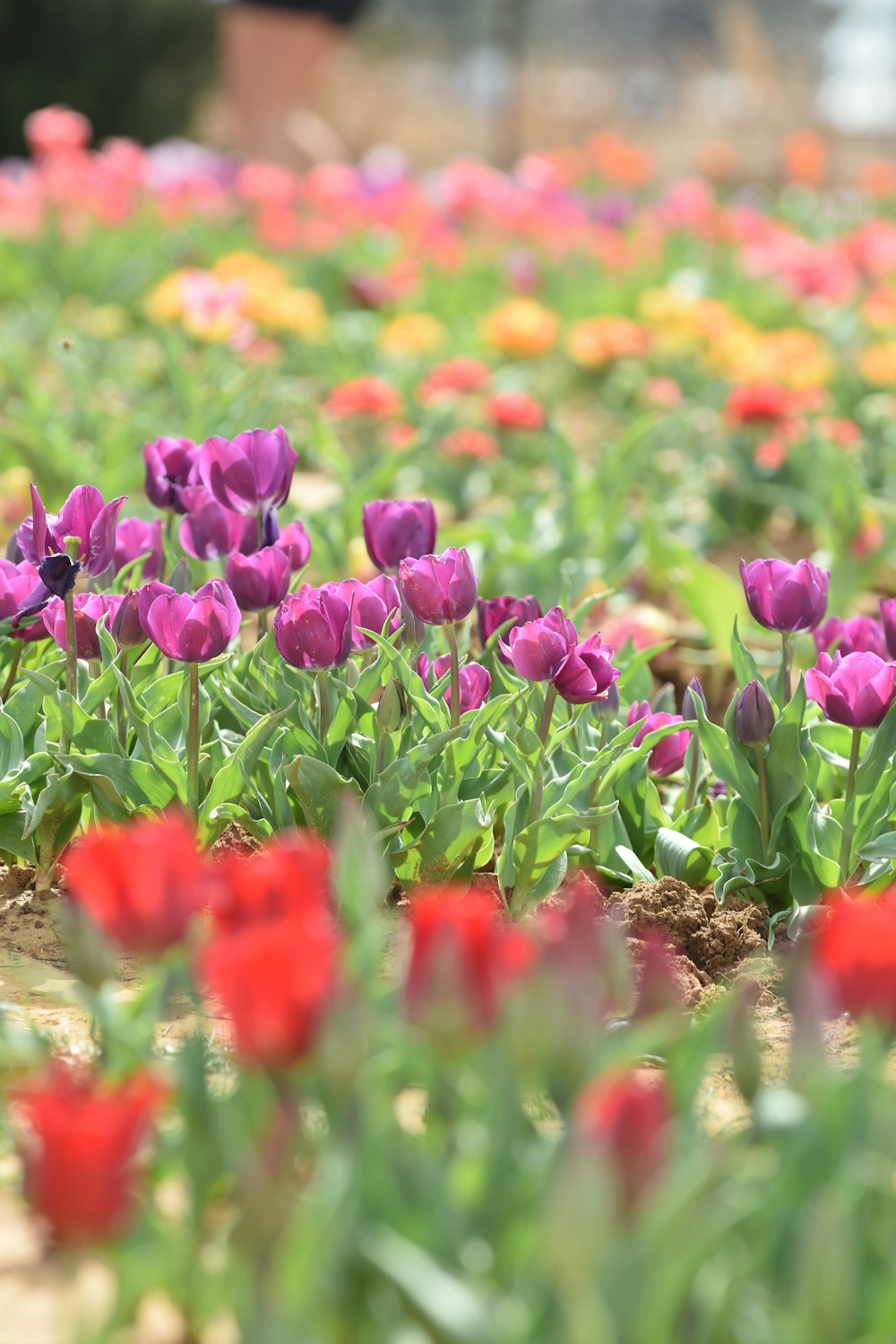 a field full of colorful tulips and other flowers