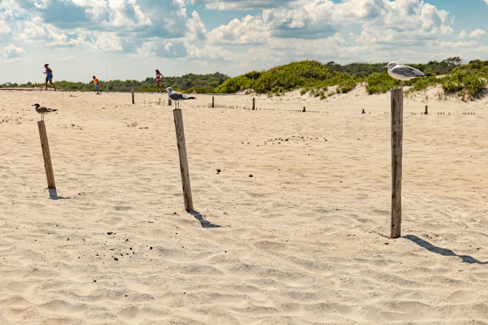 a group of birds standing on top of a sandy beach