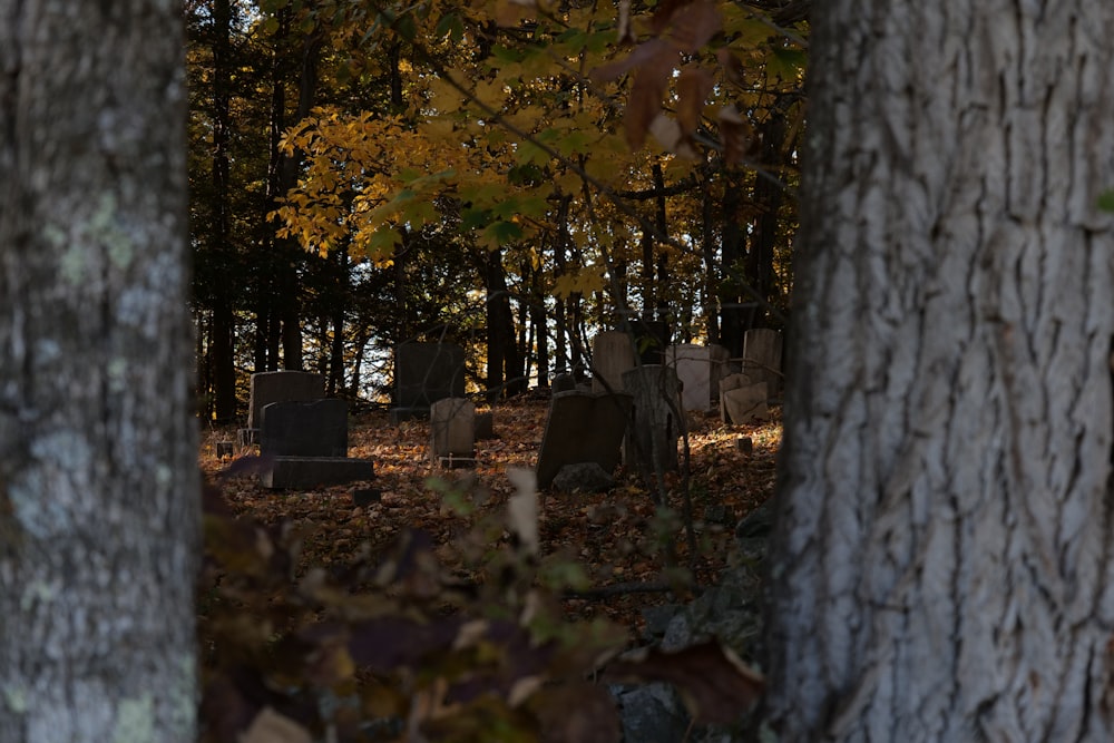a couple of headstones in a wooded area