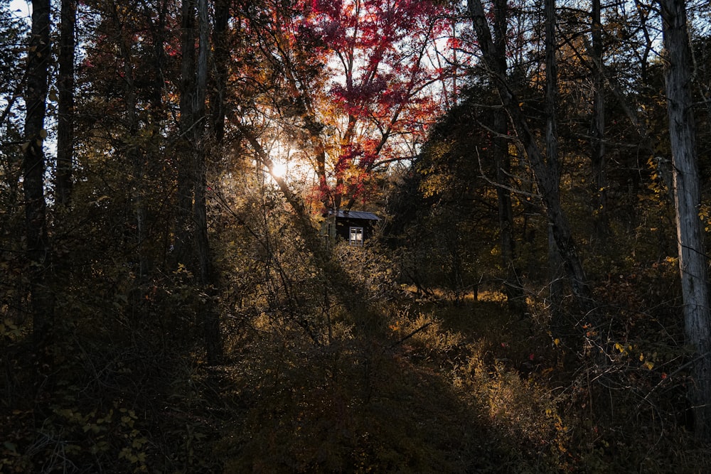 a truck driving through a forest filled with lots of trees