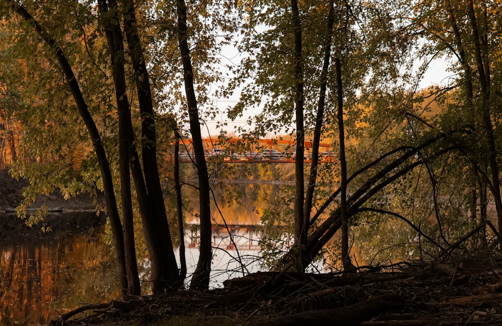 a body of water surrounded by lots of trees