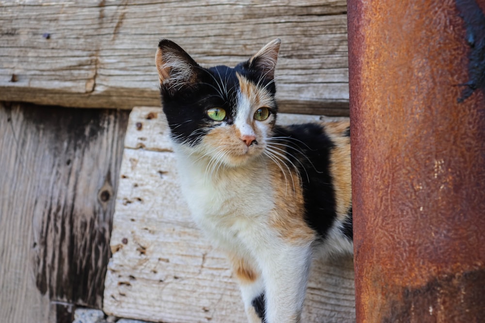 a black, orange and white cat standing next to a wooden structure