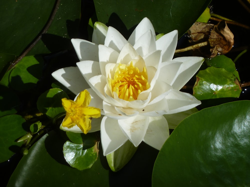 a white and yellow flower sitting on top of green leaves