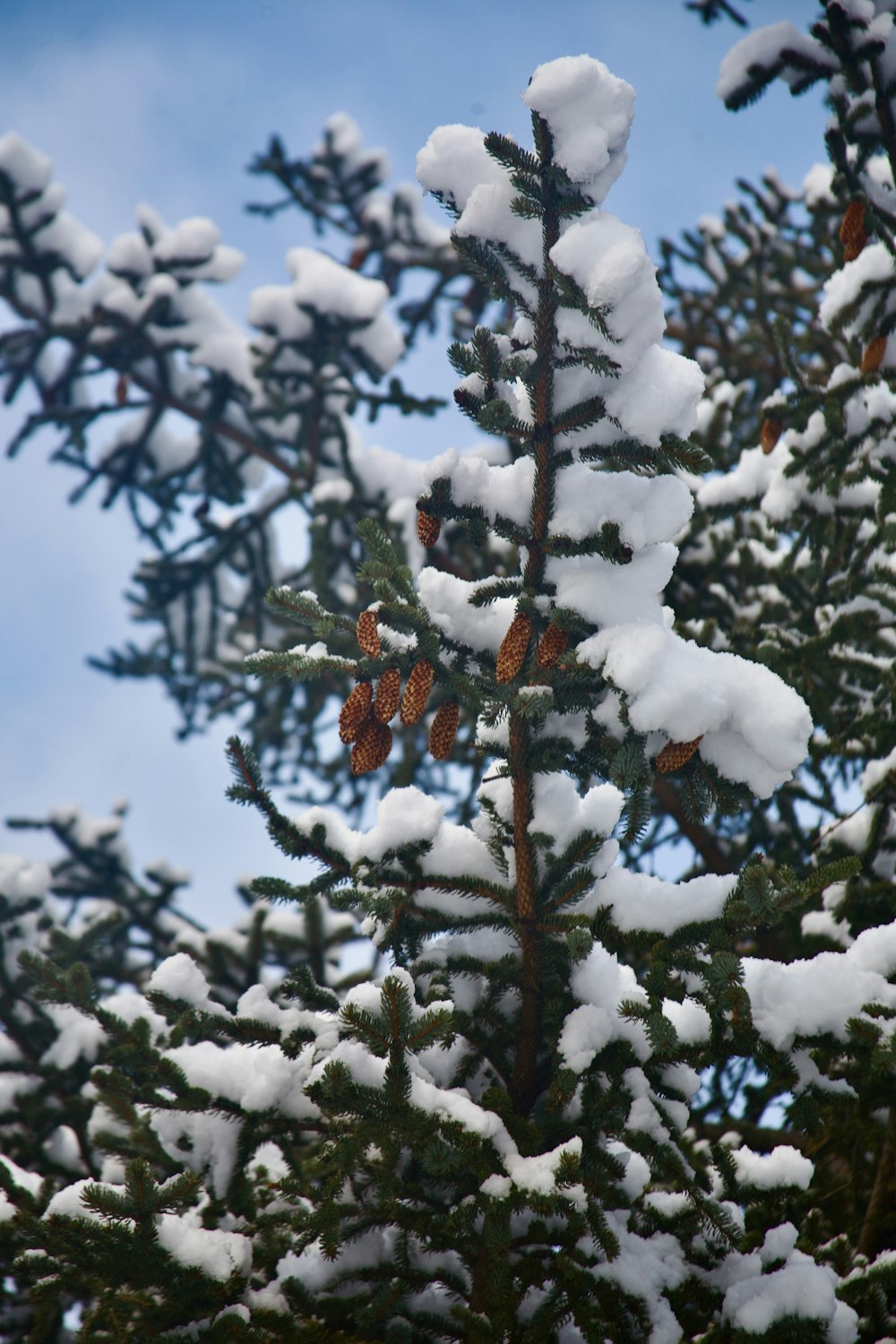 a pine tree covered in snow with a blue sky in the background