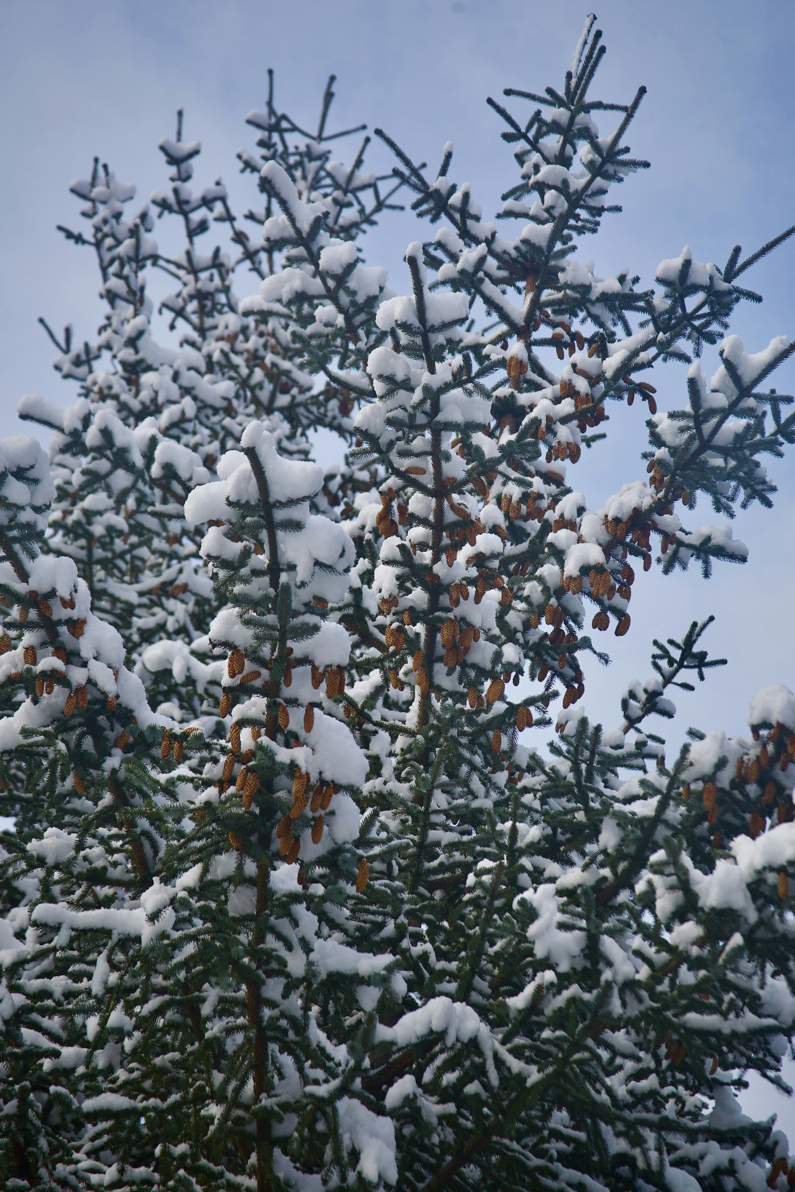 Un pino coperto di neve in una giornata di sole