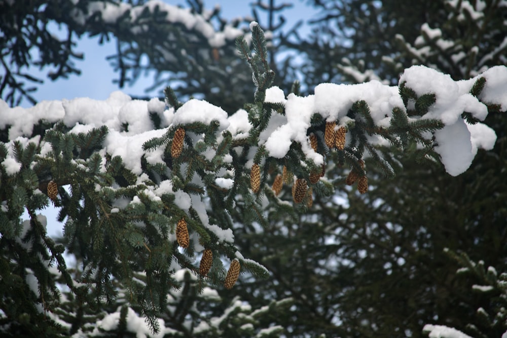 a pine tree covered in snow and cones