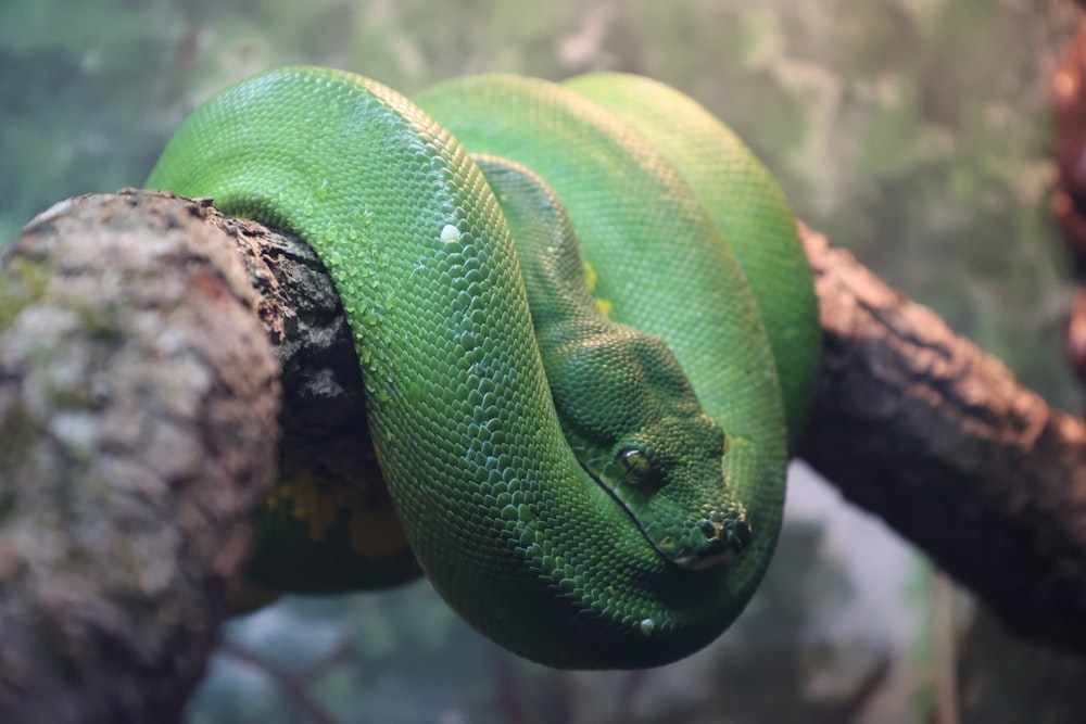 a green snake curled up on a tree branch