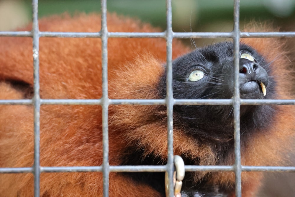a close up of a monkey in a cage