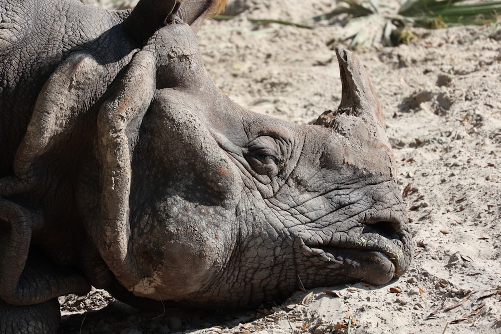 a close up of a rhino laying on the ground