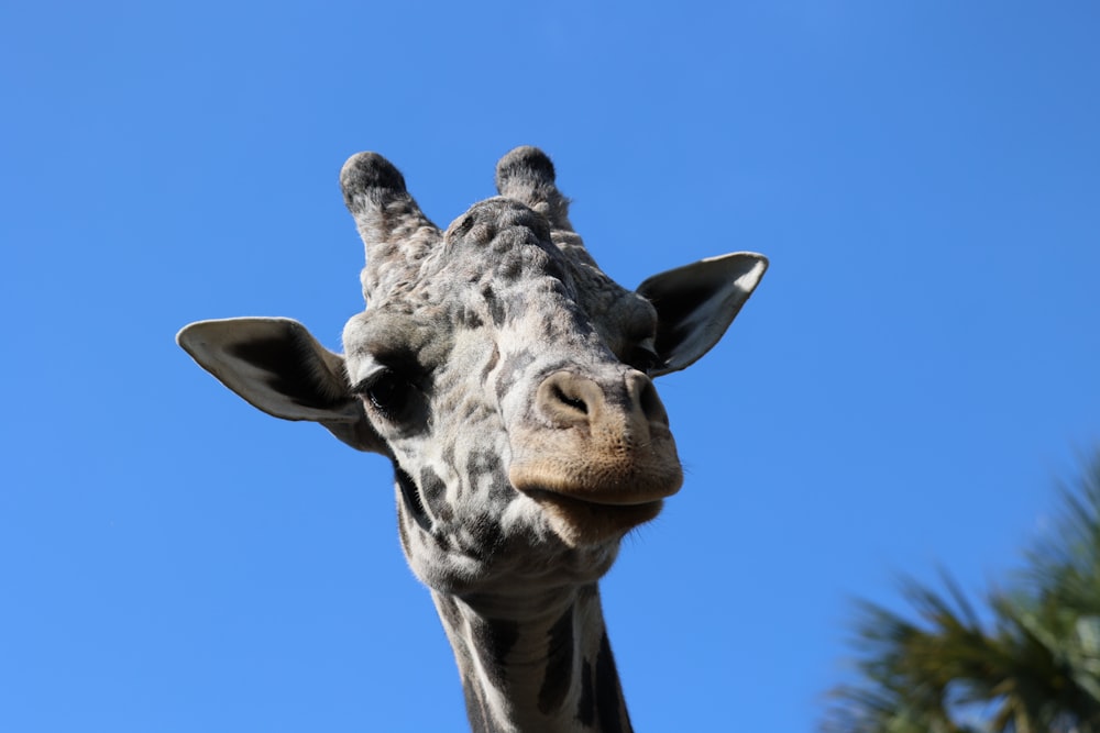 a close up of a giraffe's head and neck