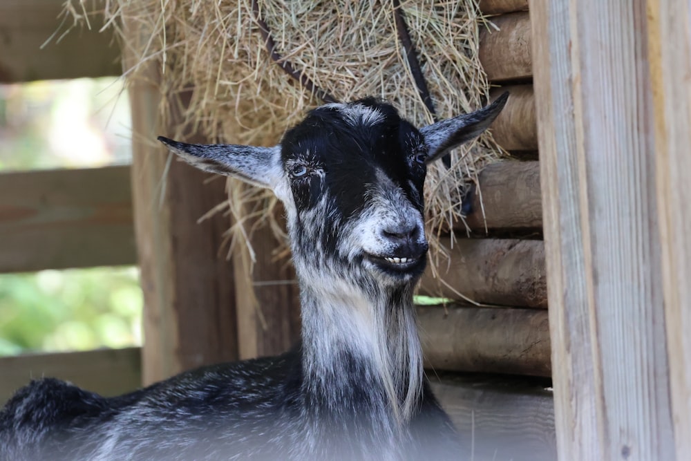 a black and white goat standing next to a pile of hay