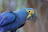 A blue parrot with vibrant feathers and a large black beak. The face has yellow skin around the eye and beak, giving it a striking appearance. The background is blurred, emphasizing the bird.