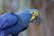 A blue parrot with vibrant feathers and a large black beak. The face has yellow skin around the eye and beak, giving it a striking appearance. The background is blurred, emphasizing the bird.