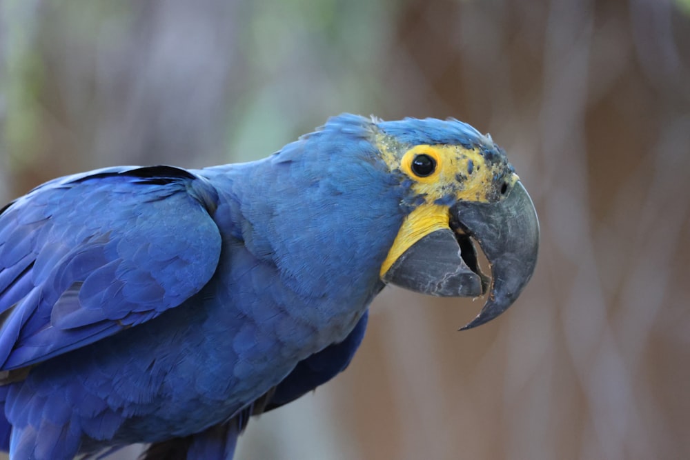 a blue and yellow bird with a yellow beak