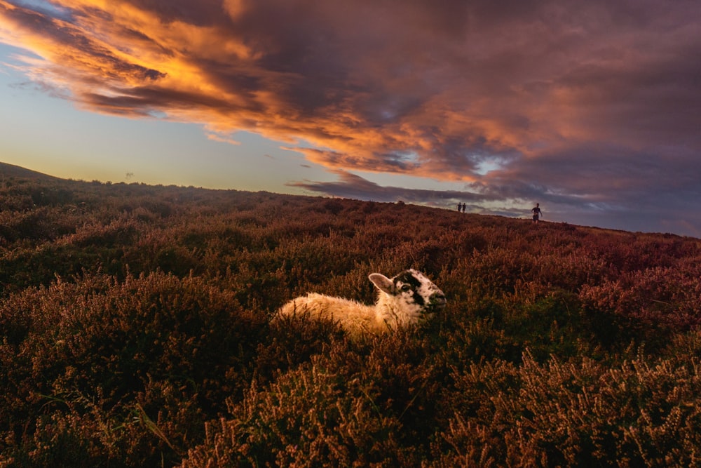 a sheep laying in a field under a cloudy sky