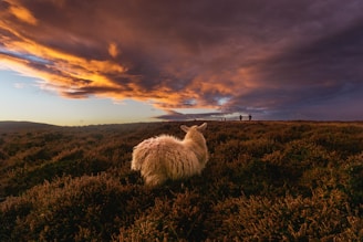 A serene pastoral scene with a sheep in the foreground, surrounded by lush heather-covered hills. The sky above is dramatic, with vibrant hues of orange and purple clouds stretching across the horizon. In the distance, several figures are walking along a ridge.