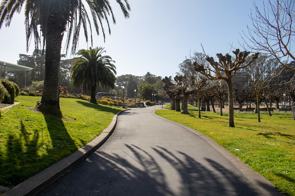 a tree lined street in a park with palm trees