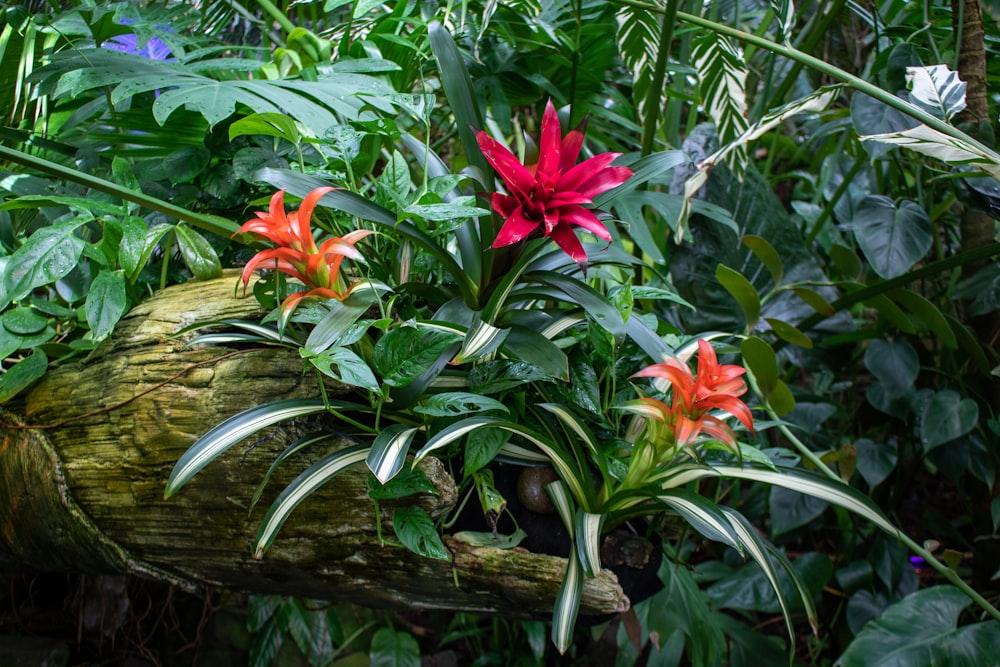 a bunch of flowers that are sitting on a log