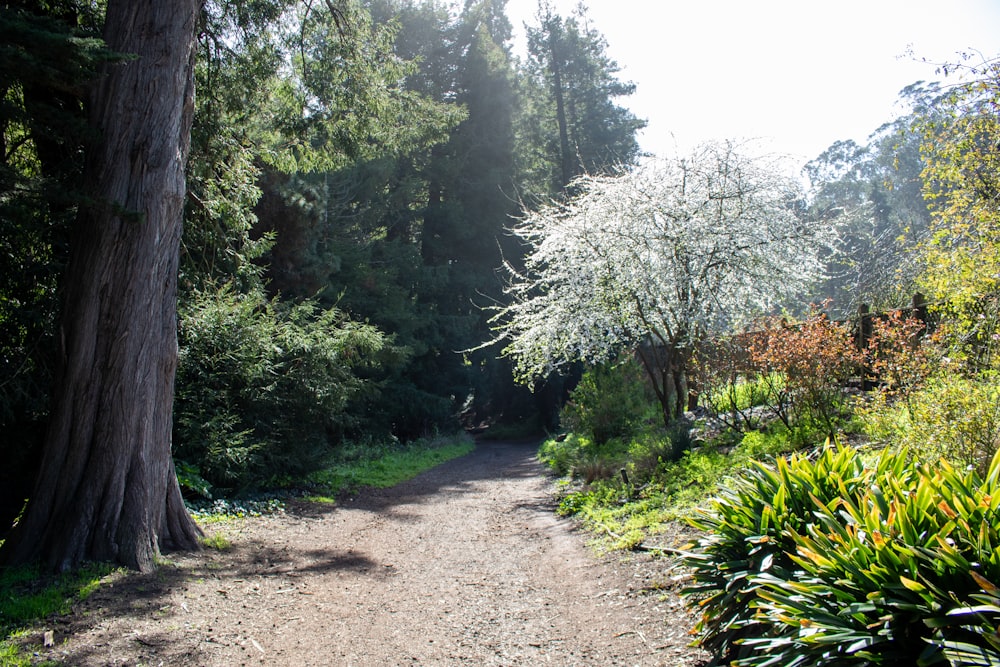 a dirt road surrounded by trees and bushes