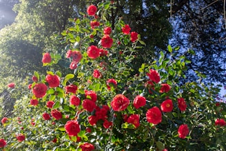 Pruned rose bushes glowing under the Perth sun after a tidy-up.