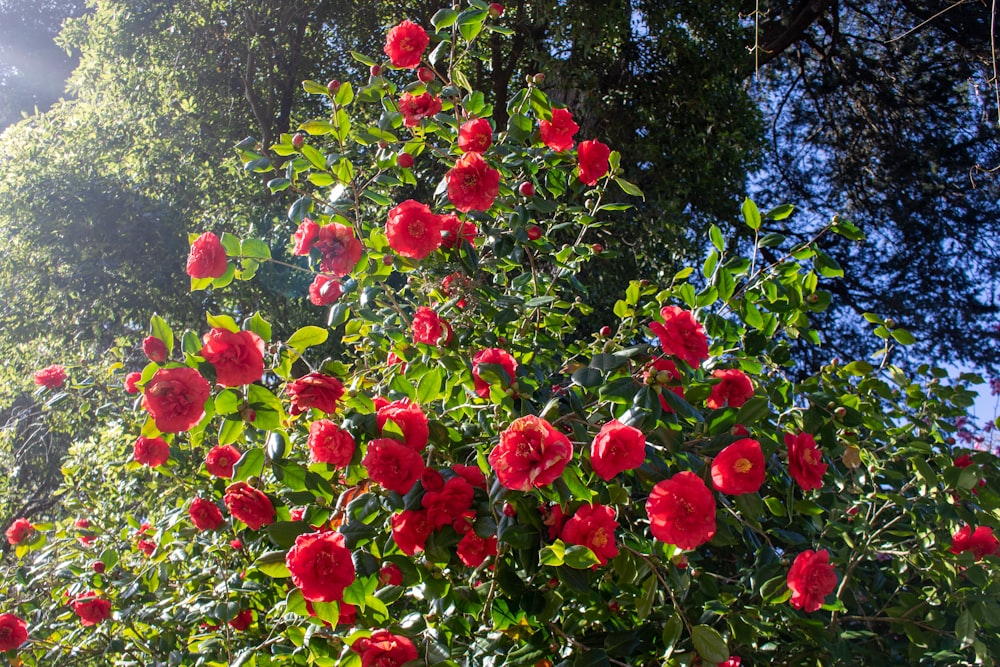 a bush of red flowers with green leaves