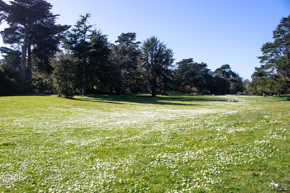 a grassy field with white flowers and trees in the background