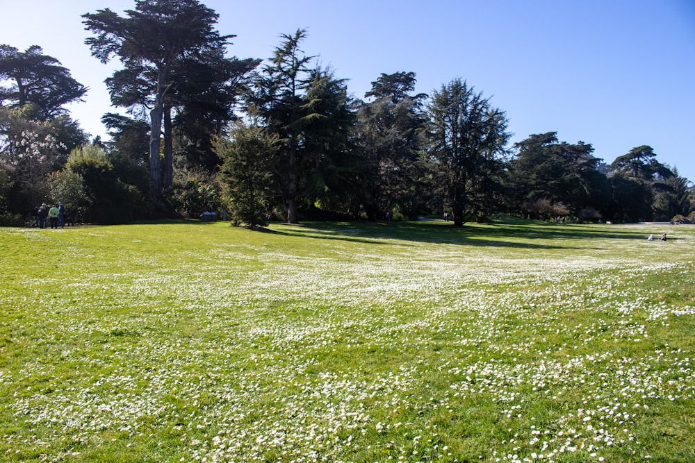 a grassy field with white flowers and trees in the background