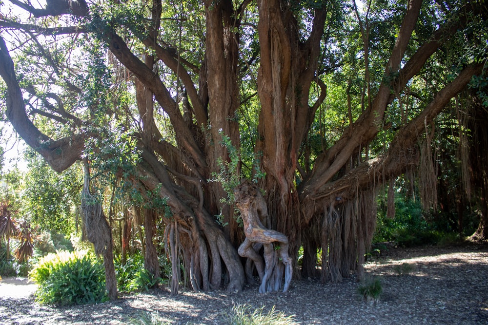 a very large tree with a very tall trunk