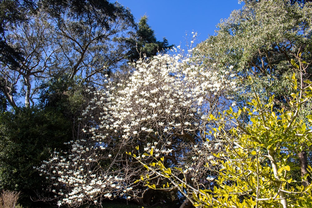 a white tree with lots of white flowers