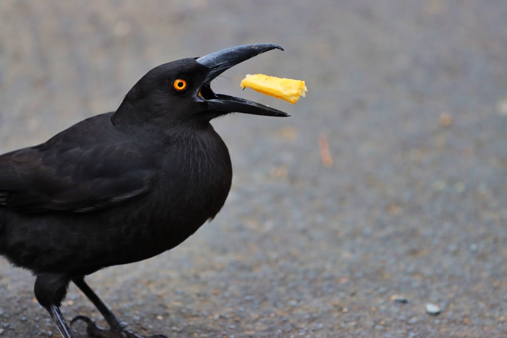 a black bird with a piece of food in its mouth