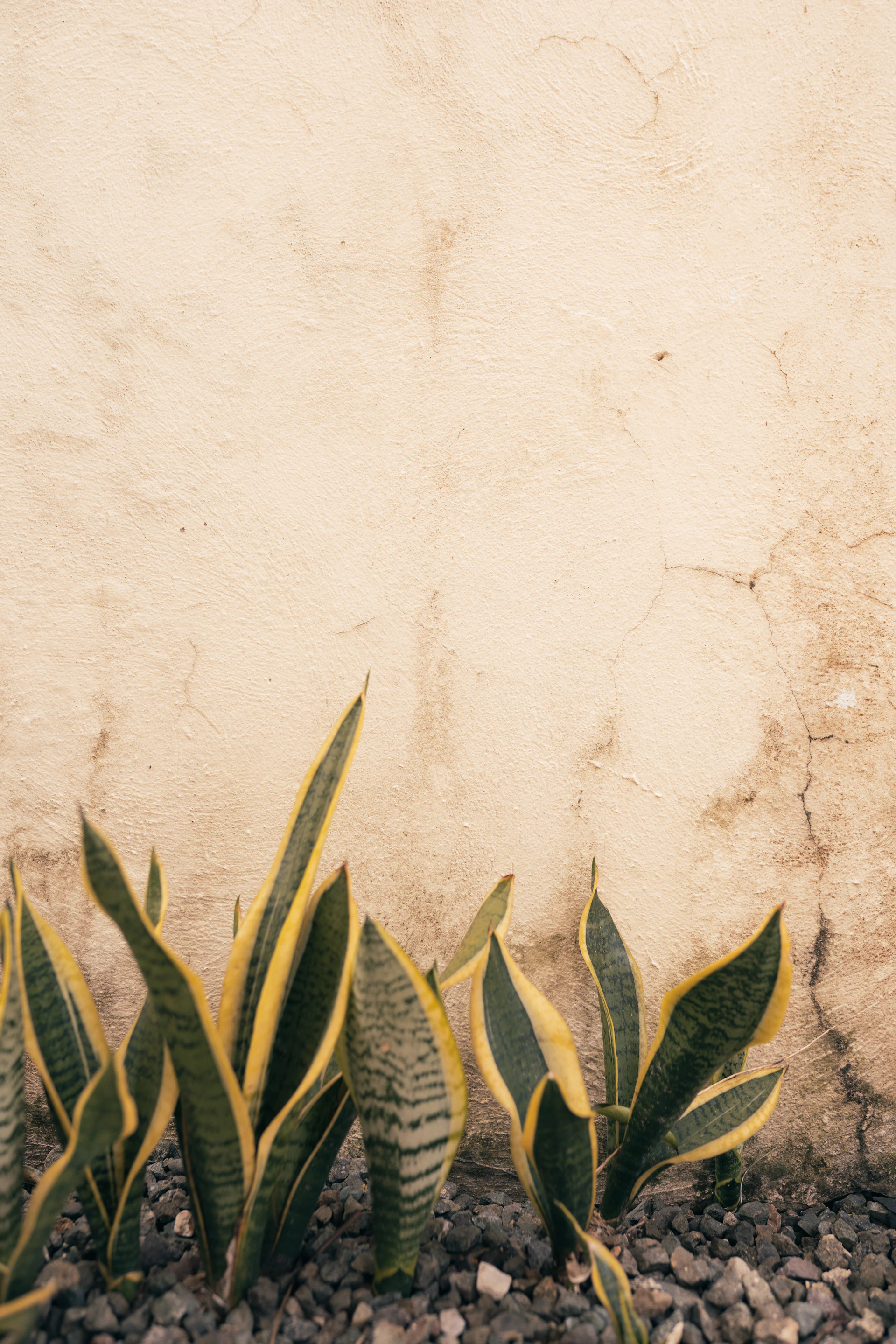 a cat sitting on the ground next to some plants
