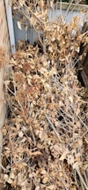 A large pile of dried leaves and branches is situated in an outdoor corner, enclosed by a brick wall and a wooden fence. The leaves have turned brown, indicating they have fallen from the trees and accumulated over time.