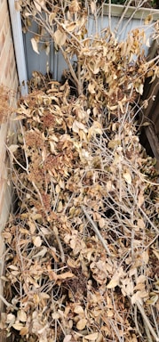 A large pile of dried leaves and branches is situated in an outdoor corner, enclosed by a brick wall and a wooden fence. The leaves have turned brown, indicating they have fallen from the trees and accumulated over time.