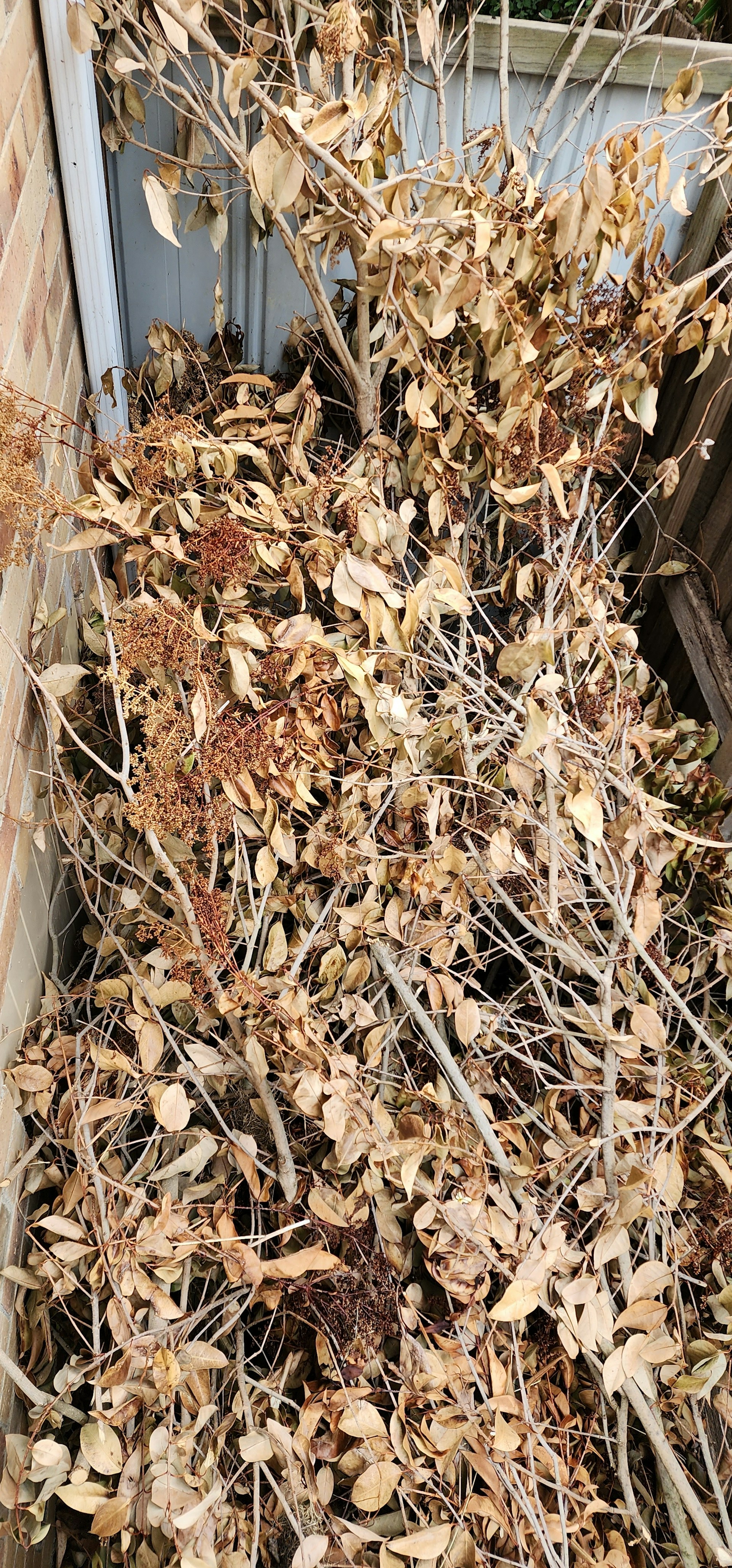 A neat pile of shredded branches and leaves ready for removal, showcasing tidy garden maintenance.