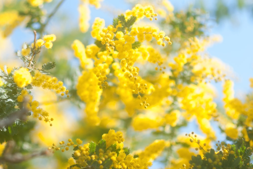 a bunch of yellow flowers on a tree