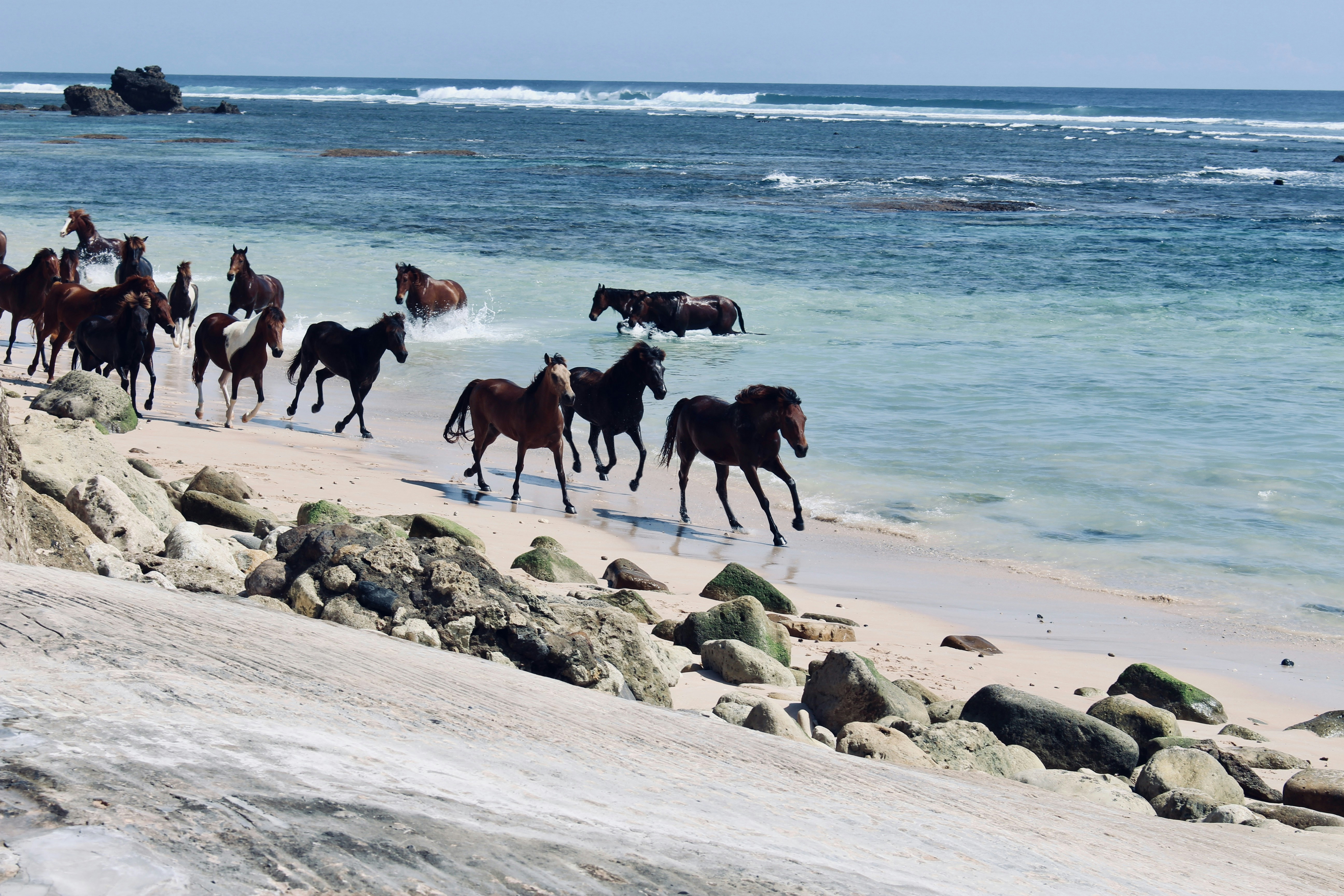 a group of horses running along the beach, Sumbanese horses- Each morning, NIHI the resort releases the horses from Sandalwood stables to gallop freely along the 2.5km-long white-sand beaches and then swim in the sea. It is an extraordinary sight to watch