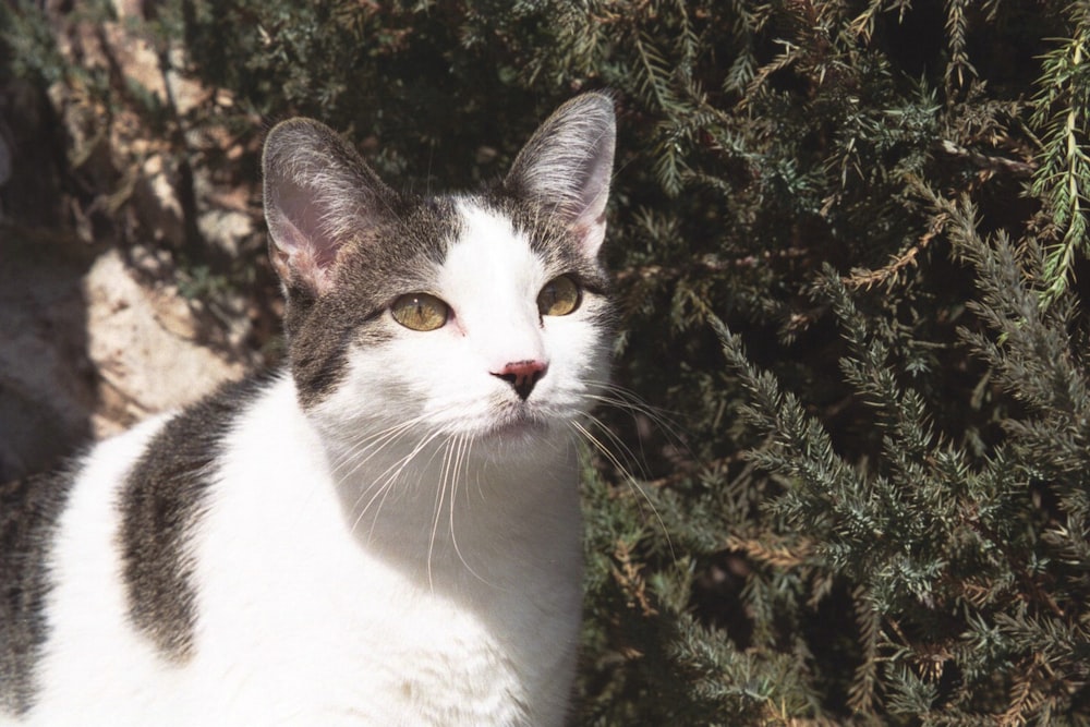 a close up of a cat near a tree