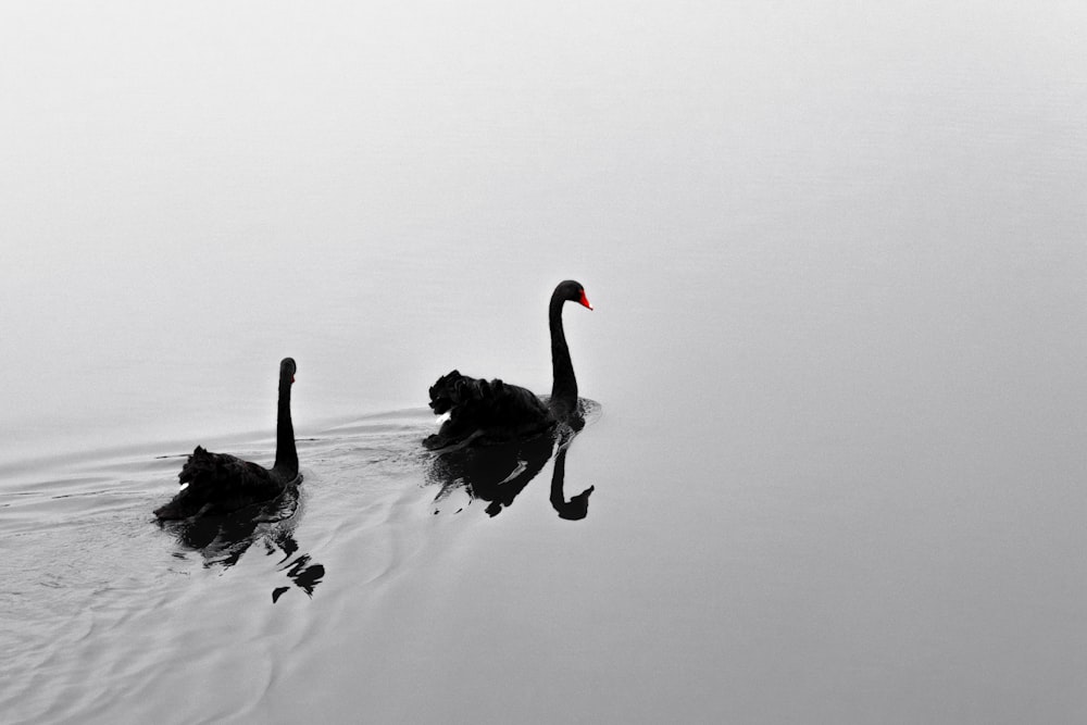 a couple of black swans floating on top of a lake